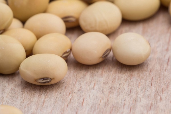 soybean