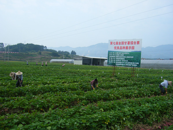 “冠豸山”杯第七届全国甘薯擂台赛开赛