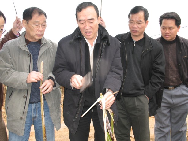 伶俐糖厂蔗区察看灾情