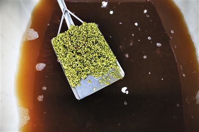 豆芽车间内，红褐色的水里泡着用于发芽的绿豆。
