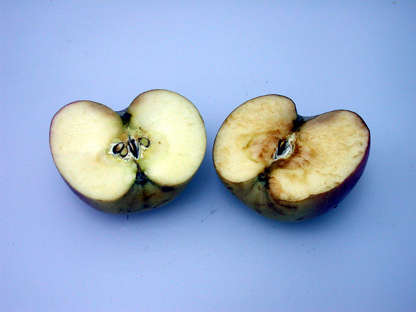 食品为什么会变为褐色