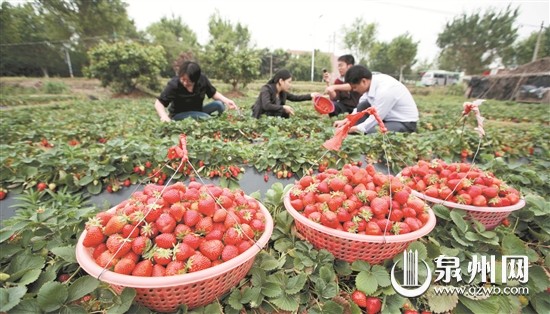 种植户成立合作社，加工农产品并实施品牌营销。 （戴涵琦 摄）