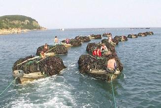 威海荣成海水养殖规模继续领跑山东省_