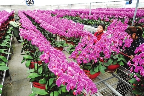 江苏苏州：蝴蝶兰价格较往年比略低_