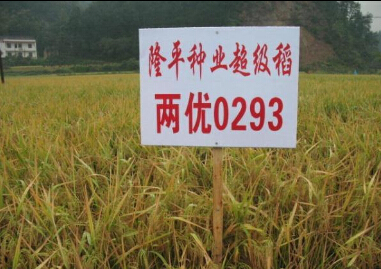 农业部回应：安徽减产绝收稻种 并非“超级稻”