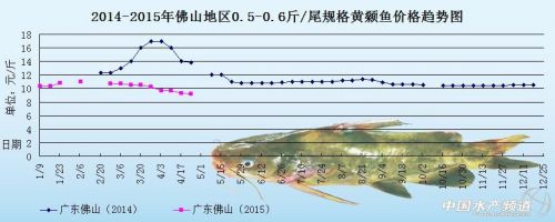 佛山黄颡鱼价：供大于求 鱼价持续下滑 _