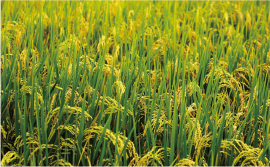江南香香软粘米10kg