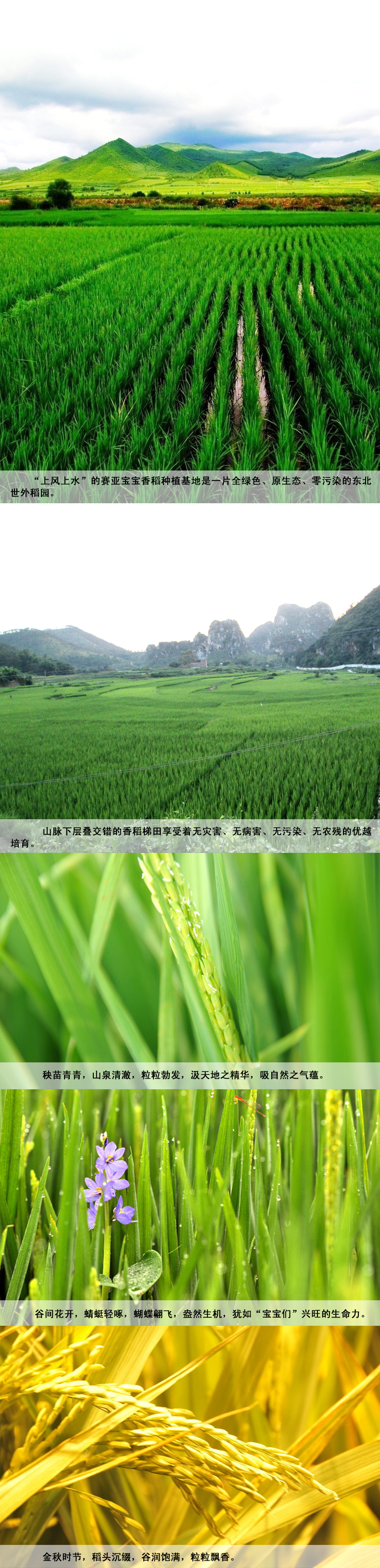 赛亚宝宝粥米1.5kg 婴儿粥米宝宝辅食儿童胚芽米绿色食品新米