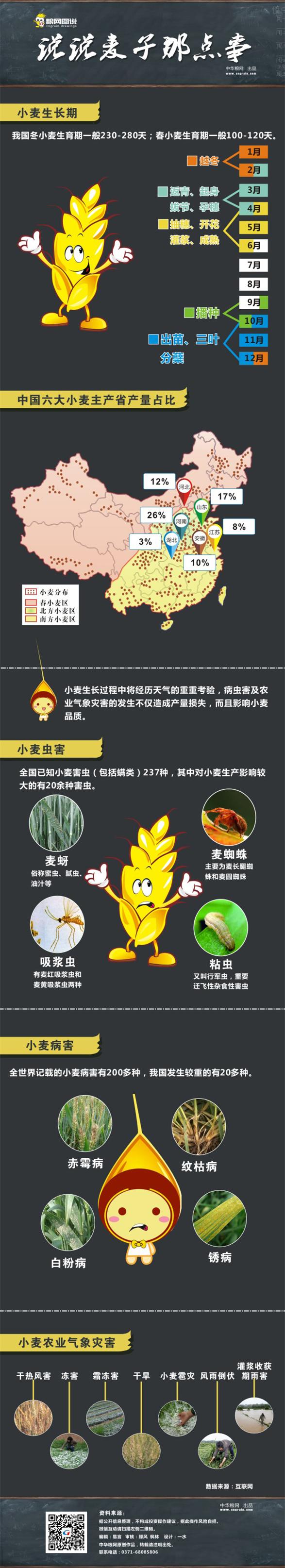 说说麦子那点事