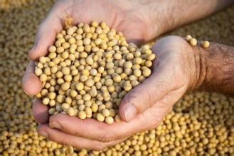 USDA报告超预期 美豆玉米等急涨