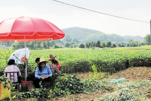湖南浏阳：1.2元一斤没人要 毛豆丰收豆农愁 _