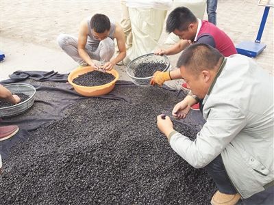青海野生黑枸杞身价飞涨 1斤被炒至上万元_