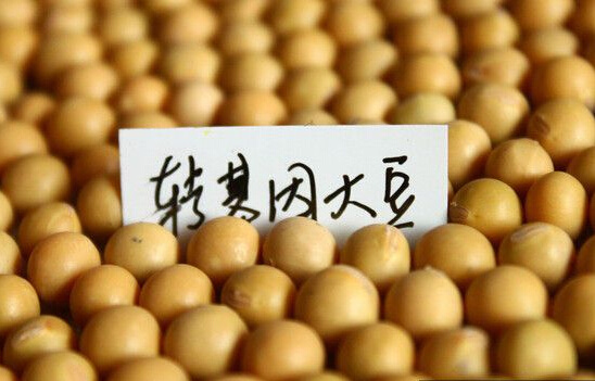 不准种只准吃，国内转基因作物的尴尬- - 粮油市场报主办