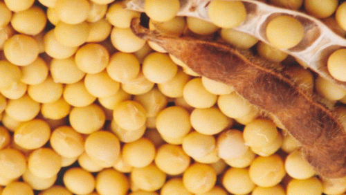 剖析东北大豆市场的现在与将来 _