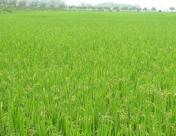 FAO：数千种水稻基因数据将全球共享
