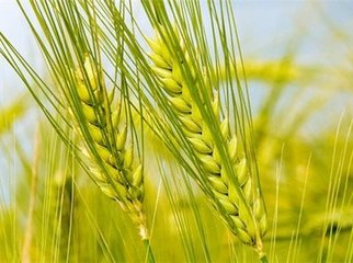 原油暴跌促农产品锚定新坐标