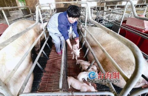 福建厦门节后猪价不跌反涨再攀新高 卖头猪能赚500元 _