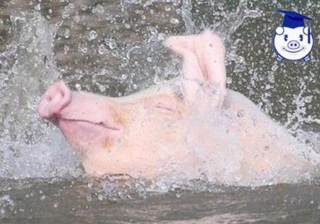 猪价还在上涨据说未来几个月都很坚挺，你还吃得起猪肉吗？_