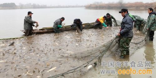 淡水鱼存量减少价格回升 养殖户放苗基本结束 _