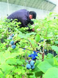 山东蓝莓出大棚卖出贵族价 销往京沪160元一斤_
