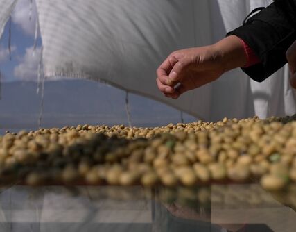 国家商业检查将成常态 进口豆分销或受影响- - 粮油市场报主办