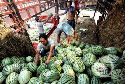 重庆:秋老虎发威 西瓜价格持续走高一天一个价 _
