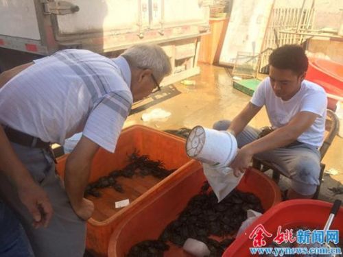 “六月黄”河蟹味道鲜 浙江余姚市民8月底前都能尝鲜 _