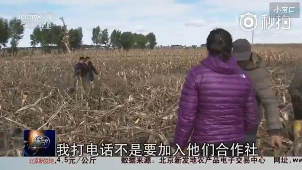 玉米市场化收购第一年价格低迷 明年农户改种或成趋势