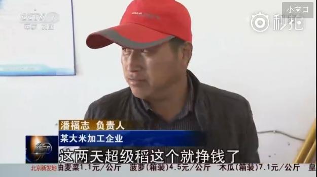 玉米市场化收购第一年价格低迷 明年农户改种或成趋势