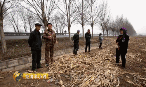 东北开种“天价玉米” 卖价是普通玉米20倍-