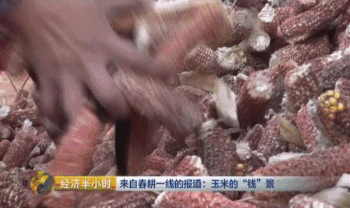 东北开种“天价玉米” 卖价是普通玉米20倍-