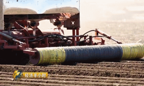 东北开种“天价玉米” 卖价是普通玉米20倍-