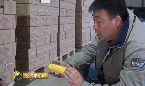 东北开种“天价玉米” 卖价是普通玉米20倍-