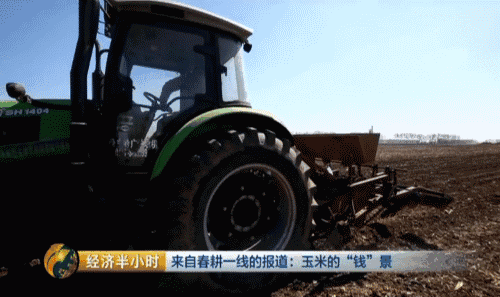 东北开种“天价玉米” 卖价是普通玉米20倍-